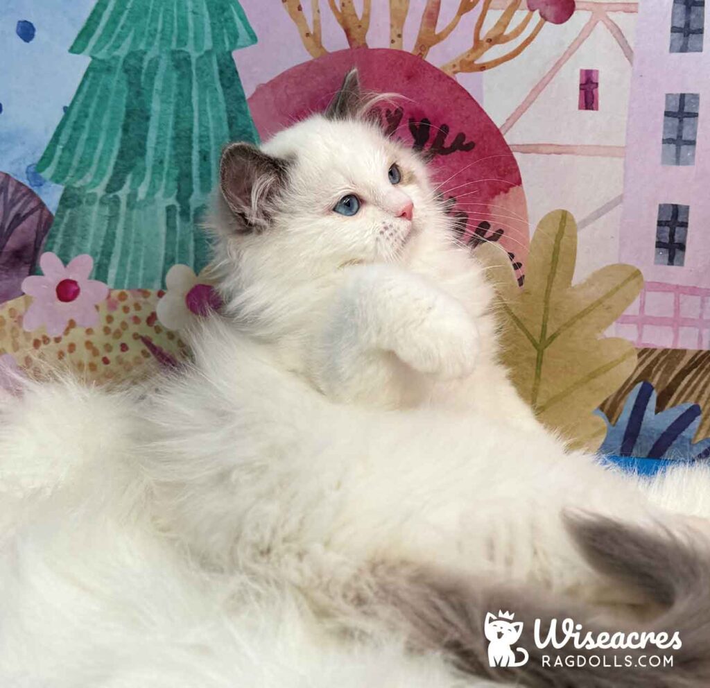 Seal Bicolor Ragdoll Kitten For Sale