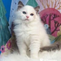 Seal Bicolor Ragdoll Kitten For Sale