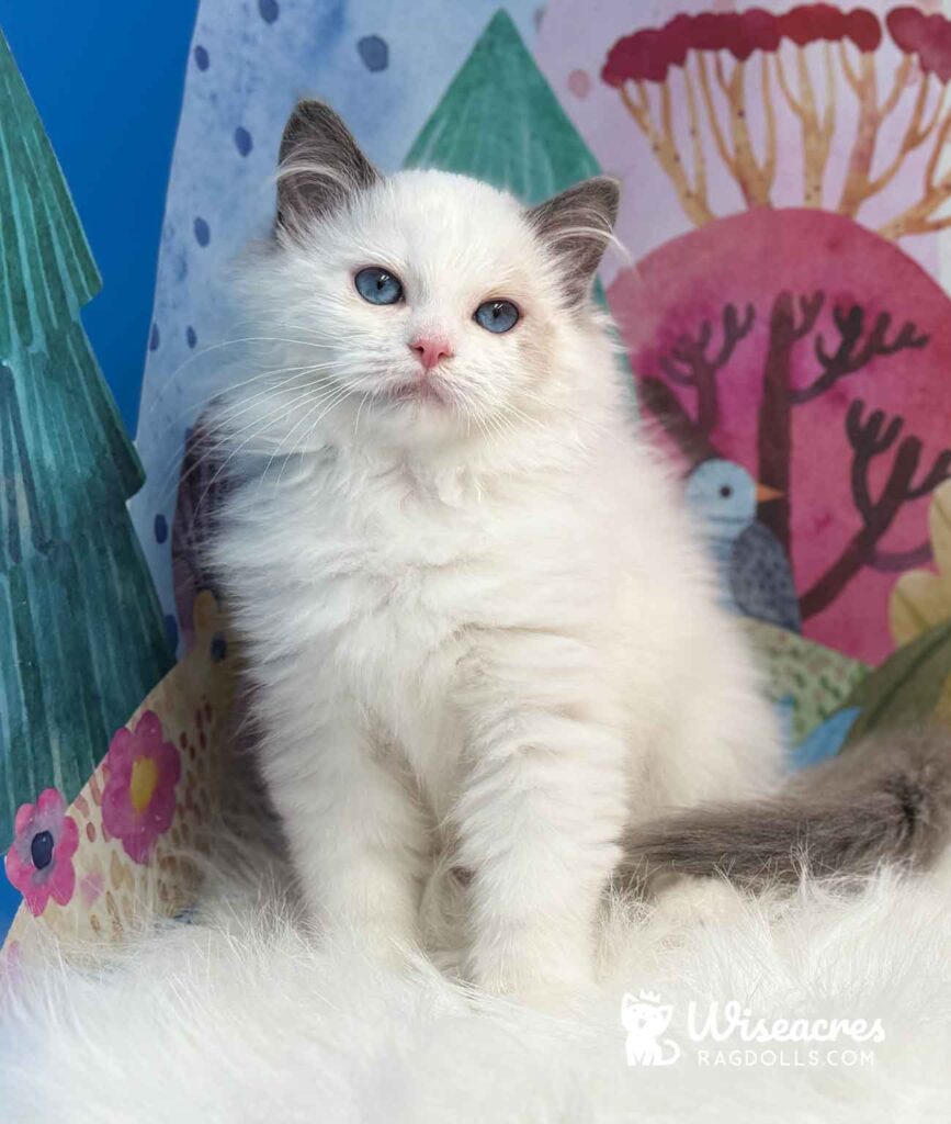Seal Bicolor Ragdoll Kitten For Sale