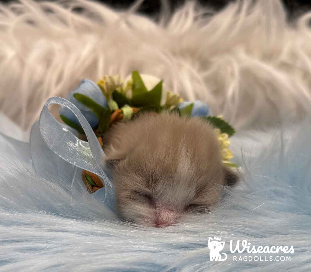 Mink Bicolor Ragdoll Kitten For Sale