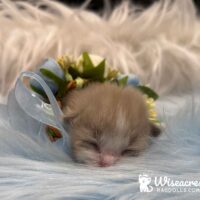 Mink Bicolor Ragdoll Kitten For Sale