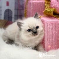 Blue Point Ragdoll Kitten For Sale