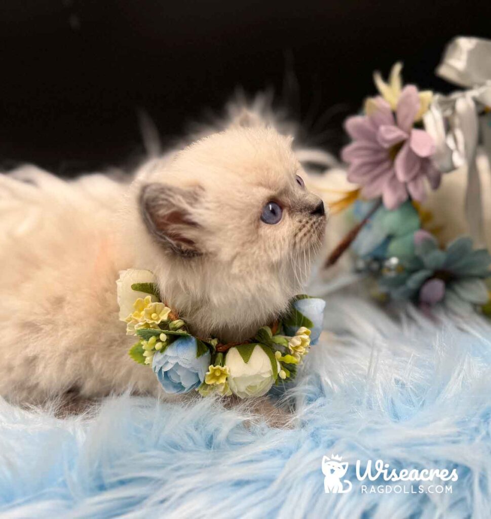 Seal Point Mitted Ragdoll Kitten For Sale