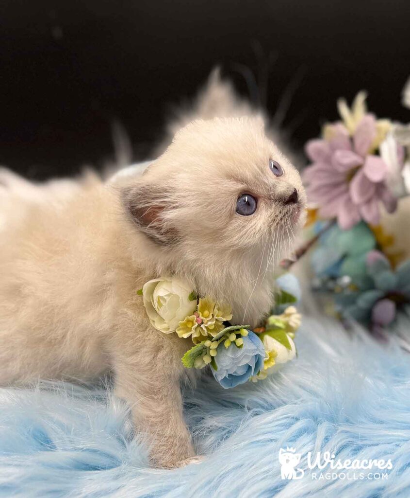 Blue Point Mitted Ragdoll Kitten For Sale