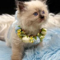 Seal Point Mitted Ragdoll Kitten For Sale