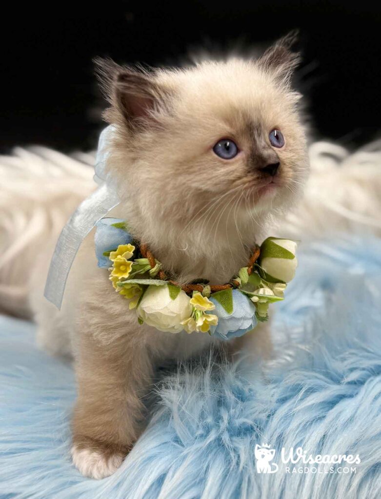 Seal Point Mitted Ragdoll Kitten For Sale