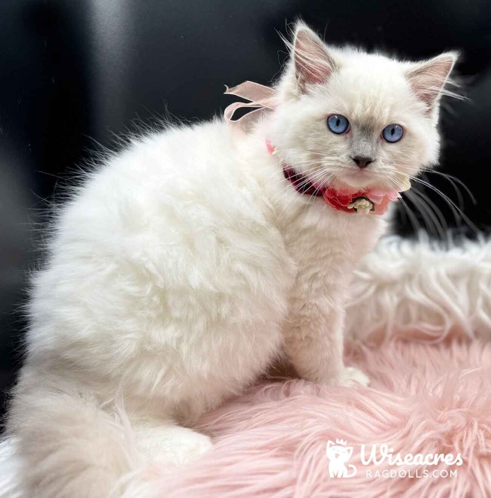 Blue Point Mitted Ragdoll Kitten For Sale