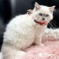 Blue Point Mitted Ragdoll Kitten For Sale