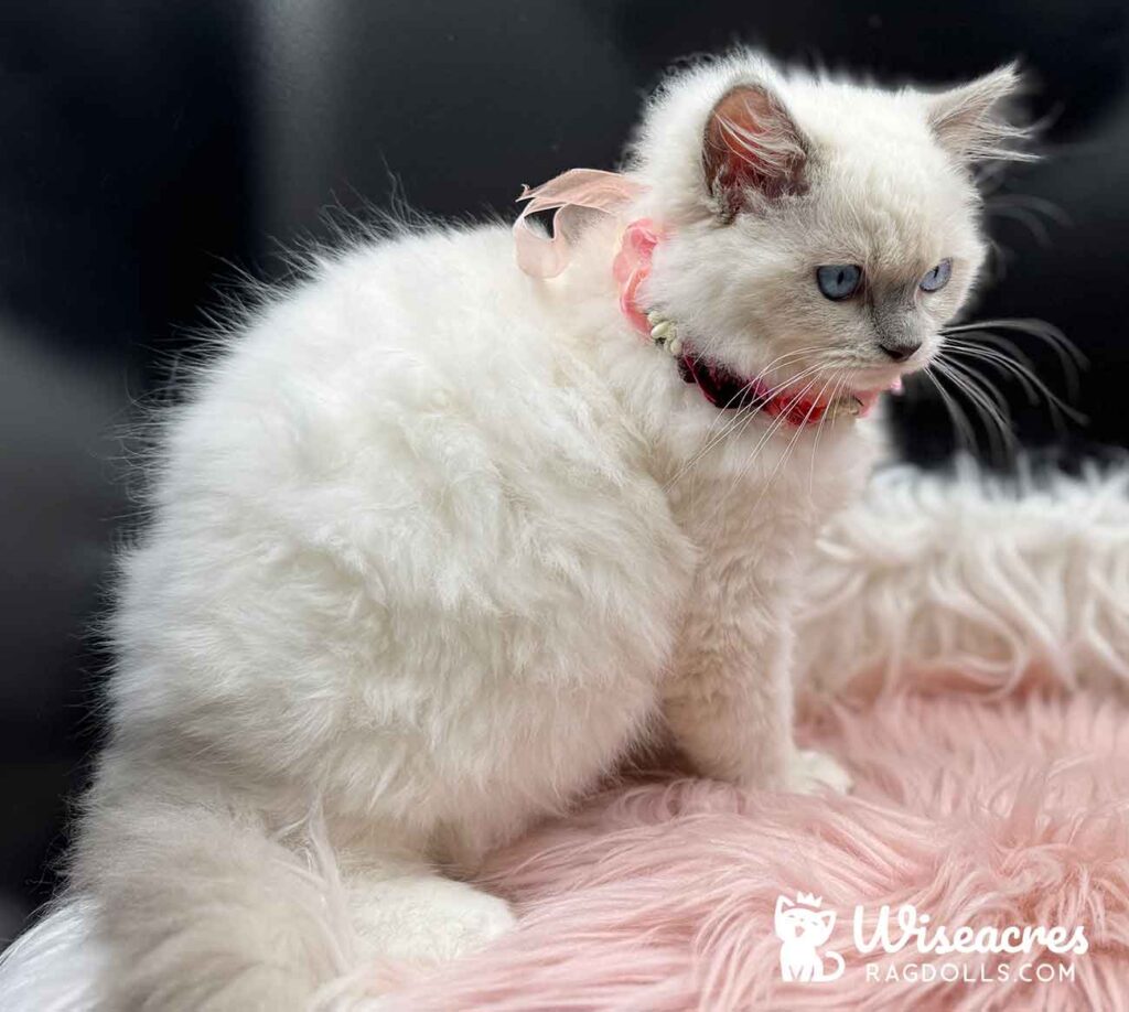 Blue Point Mitted Ragdoll Kitten For Sale