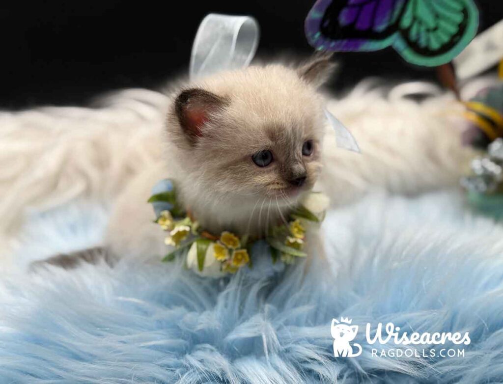 Seal Point Mitted Ragdoll Kitten For Sale