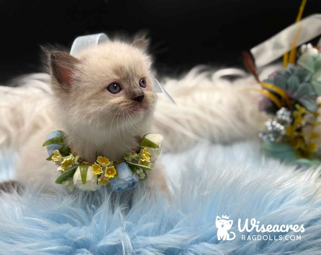 Seal Point Mitted Ragdoll Kitten For Sale