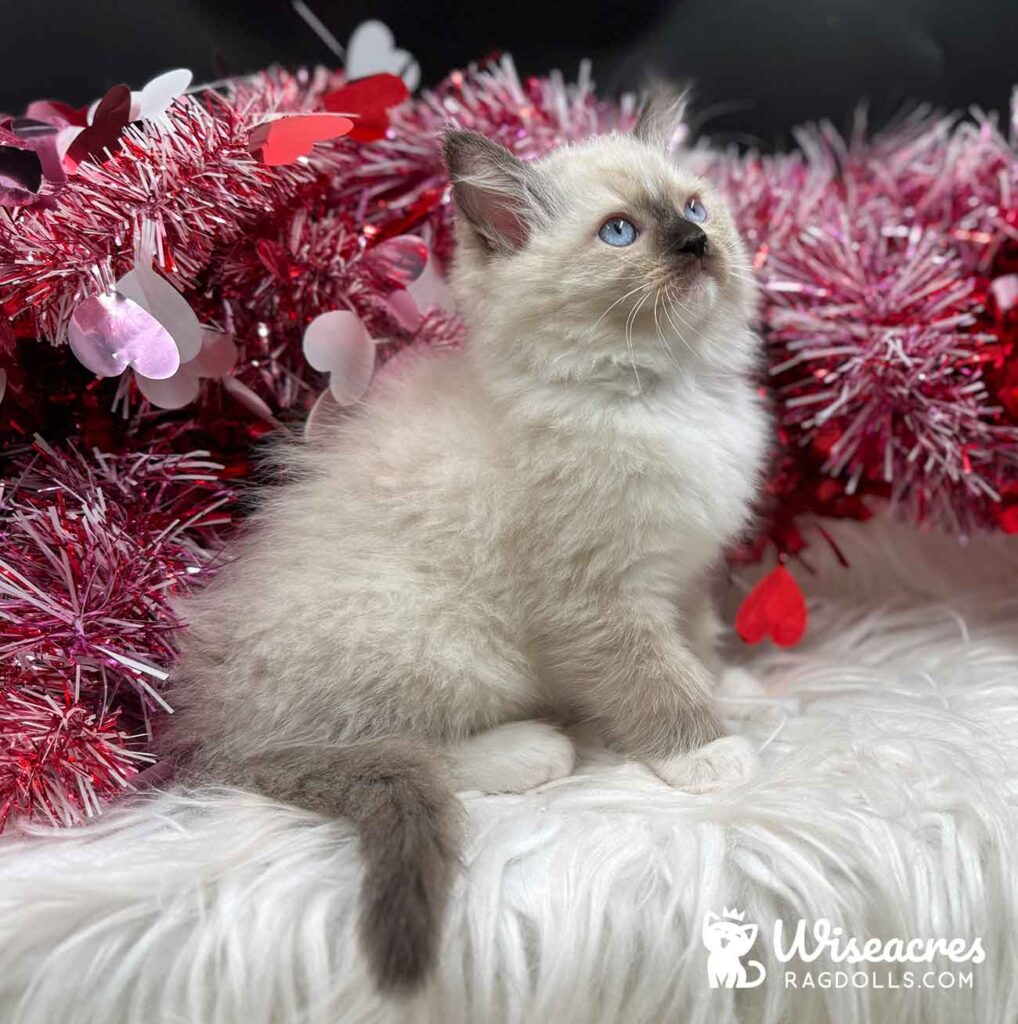Seal Point Mitted Ragdoll Kitten For Sale