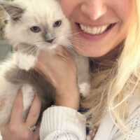 Blue Point Mitted Ragdoll Kitten in Centerton, Arkansas