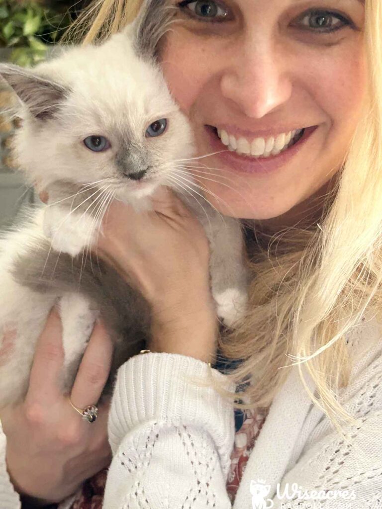 Blue Point Mitted Ragdoll Kitten in Centerton, Arkansas