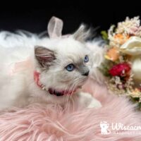 Blue Point Mitted Ragdoll Kitten For Sale