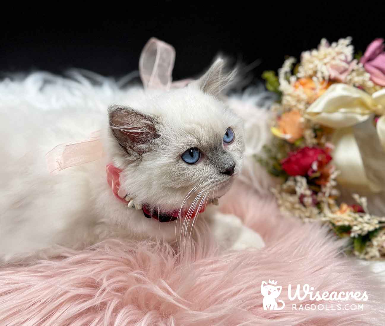 Blue Point Mitted Ragdoll Kitten For Sale