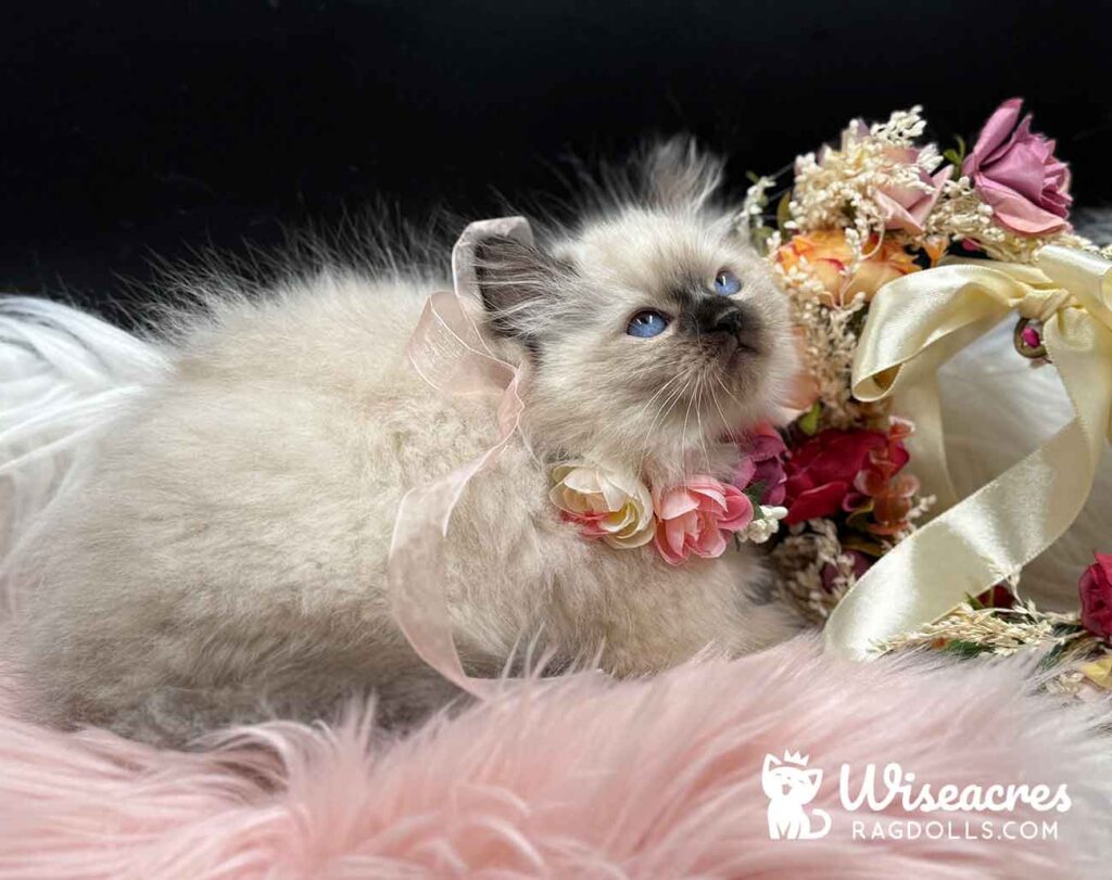 Seal Point Ragdoll Kitten For Sale