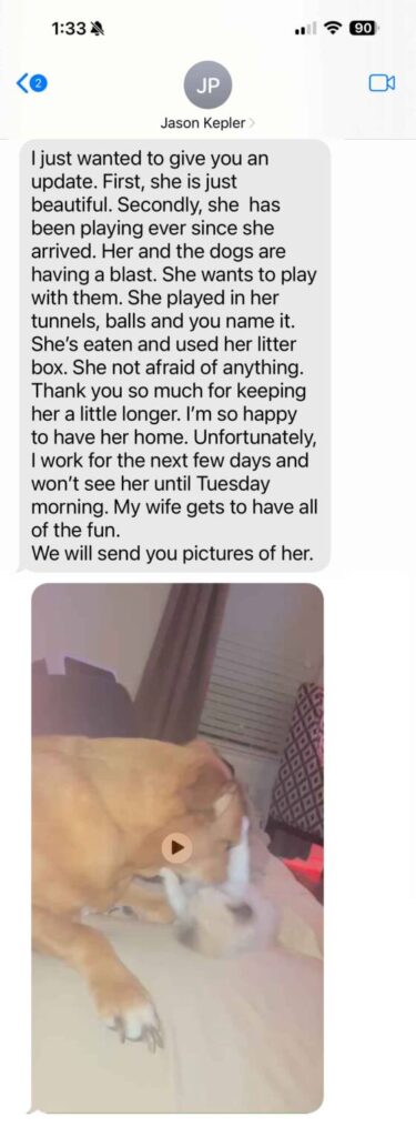 Jason Kepler Update of Gal Seal Bicolor Mitted Ragdoll Kitten in Leander, Texas