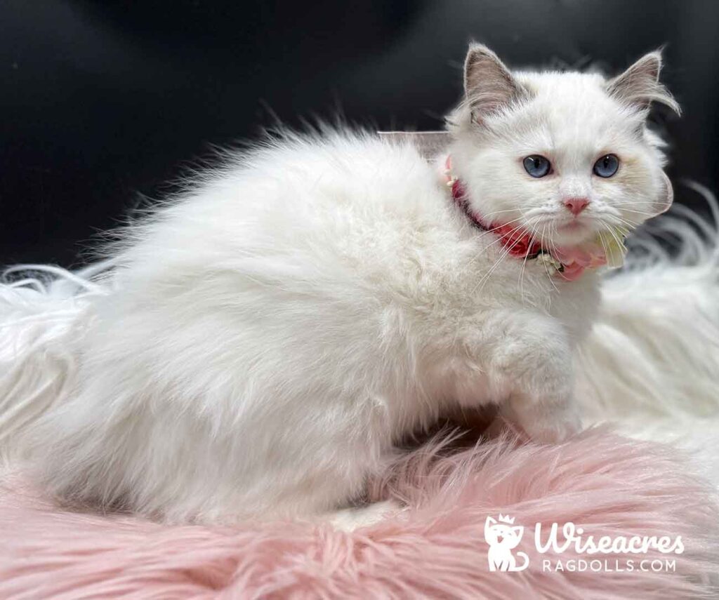Seal Point Ragdoll Kitten for Sale