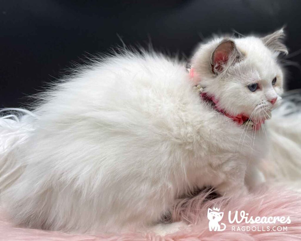 Seal Point Ragdoll Kitten for Sale