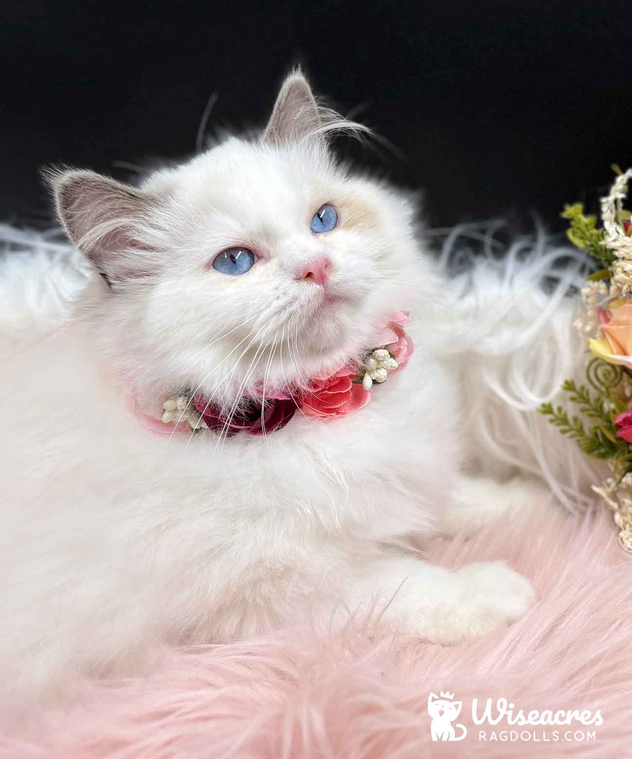 Seal Ragdoll Kitten for Sale