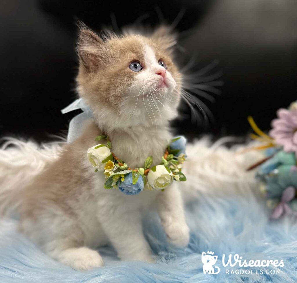 Mink Bicolor Ragdoll Kitten For Sale
