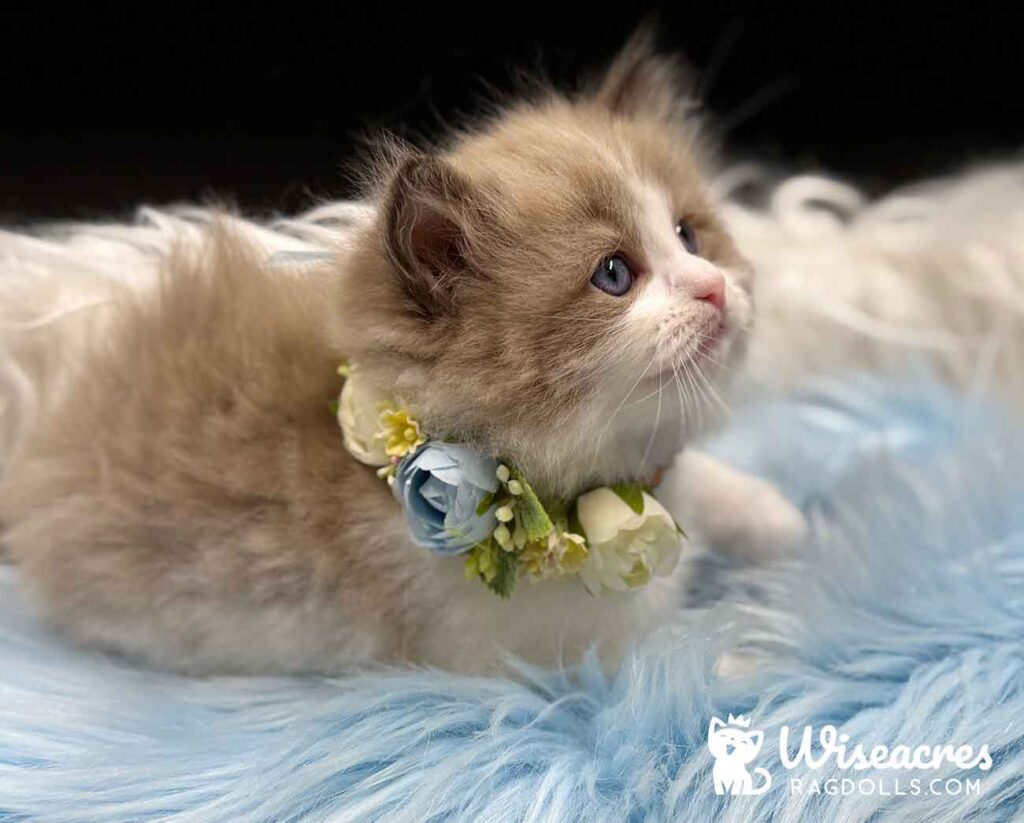 Mink Bicolor Ragdoll Kitten For Sale