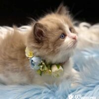 Mink Bicolor Ragdoll Kitten For Sale