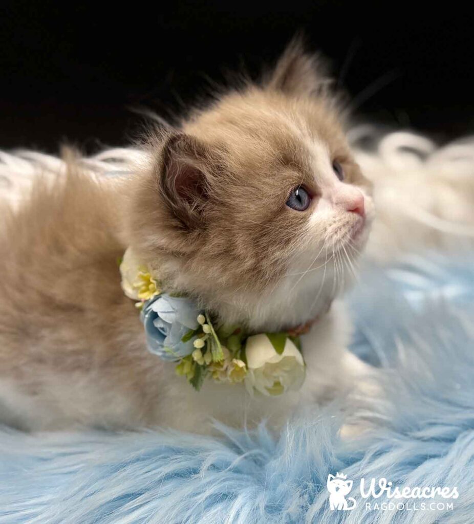 Mink Bicolor Ragdoll Kitten For Sale