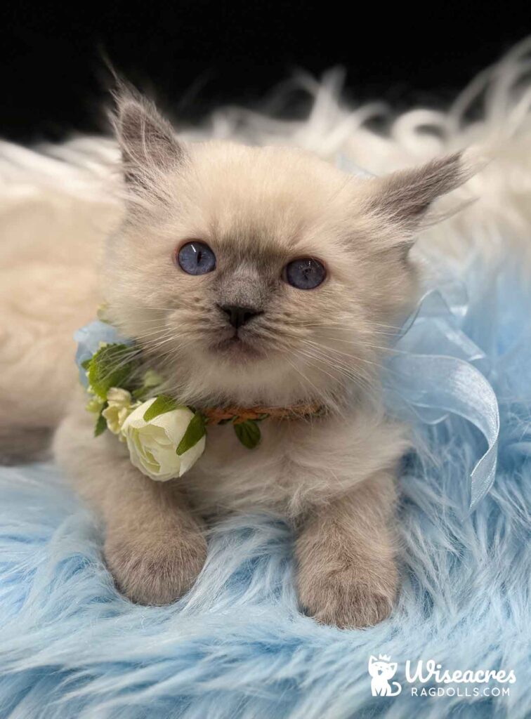 Blue Point Ragdoll Kitten For Sale