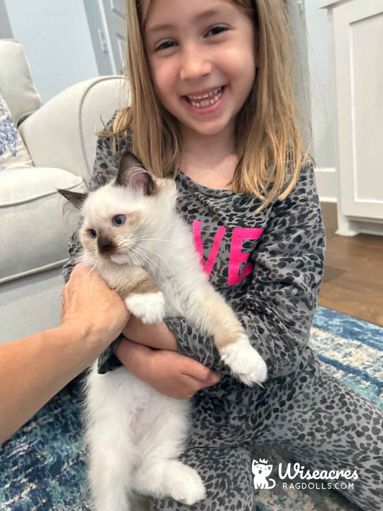 Seal Point Mitted Ragdoll Kitten in Centerton, Arkansas