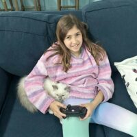 Blue Mitted Ragdoll Kitten in Umatilla, Florida