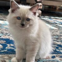 Blue Mitted Ragdoll Kitten in Umatilla, Florida