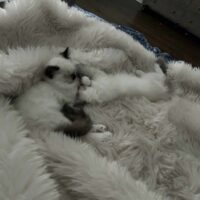 Seal Bicolor and Blue Point Mitted Ragdoll Kittens in Umatilla, Florida