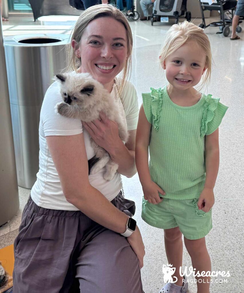 Seal Point Mitted Ragdoll Kitten in Rogers, Arkansas