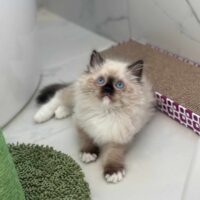 Seal Point Mitted Ragdoll Kitten in Rogers, Arkansas