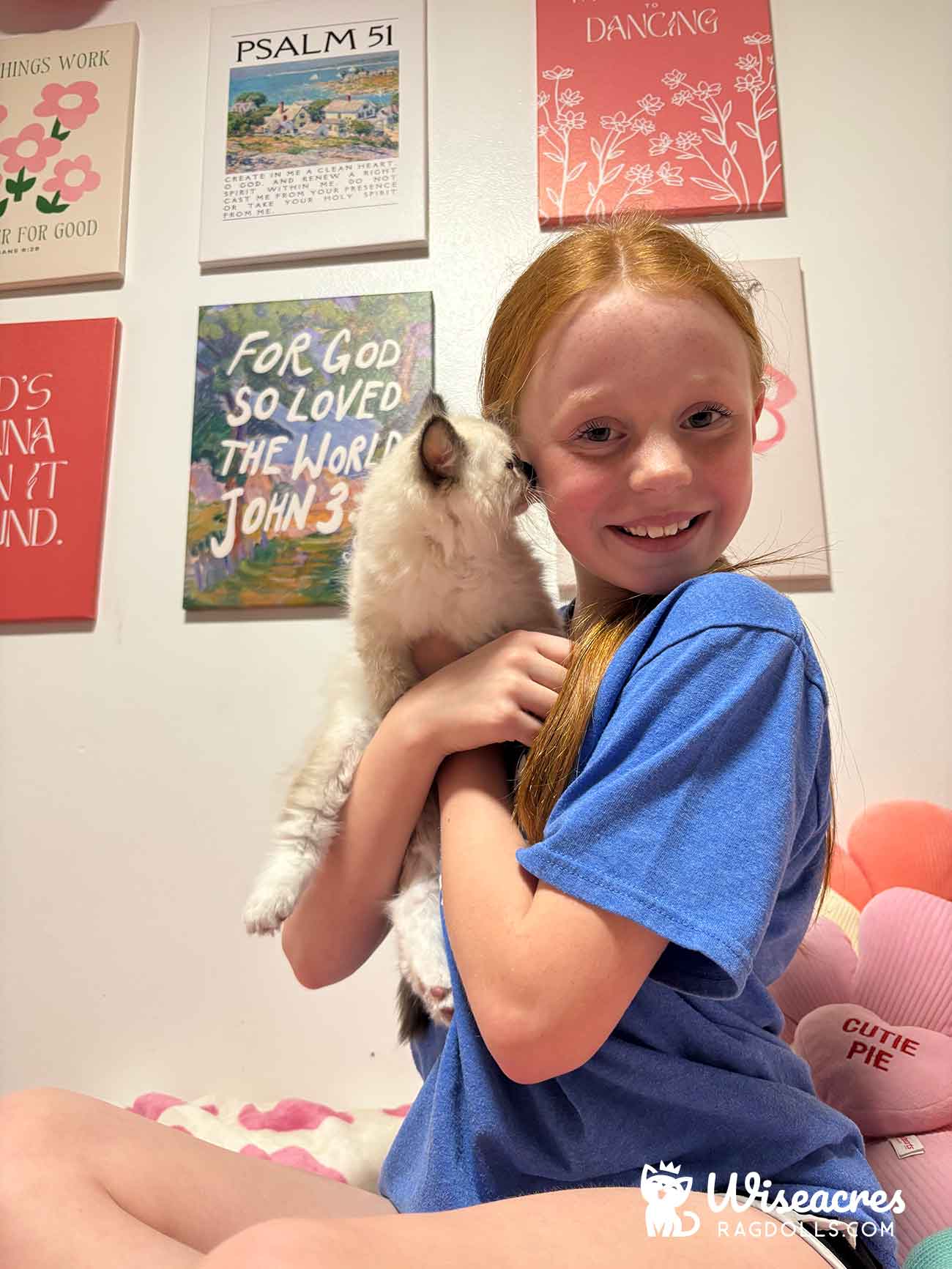Seal Point Mitted Ragdoll Kitten in Paragould, Arkansas