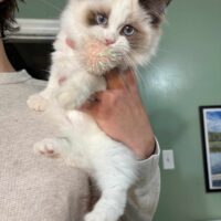 Seal Bicolor Ragdoll Kitten in Benton, Arkansas
