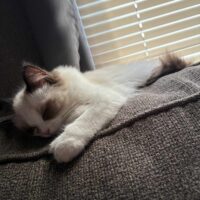 Seal Bicolor Ragdoll Kitten in Benton, Arkansas