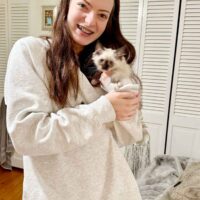 Seal Point Mitted Ragdoll Kitten in Atlanta, Georgia