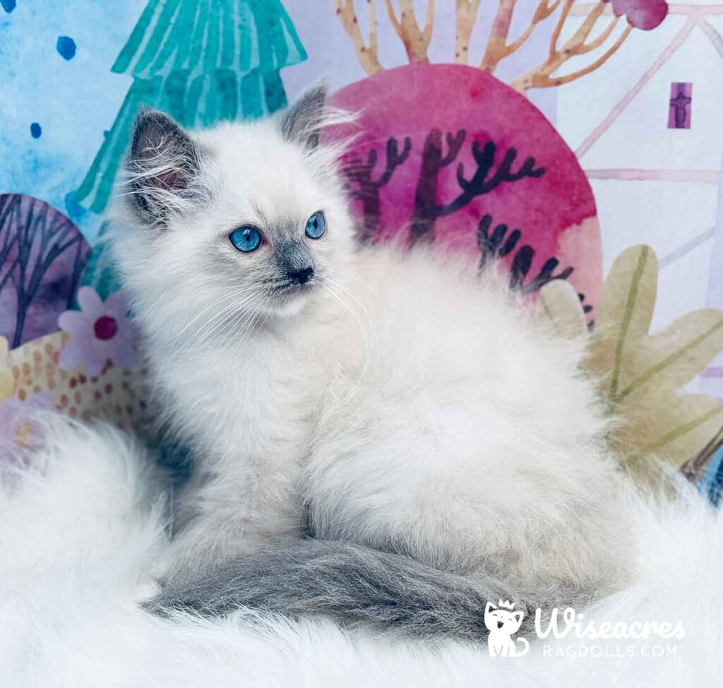 Blue Point Mitted Ragdoll Kitten For Sale