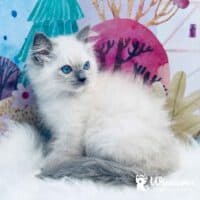 Blue Point Mitted Ragdoll Kitten For Sale