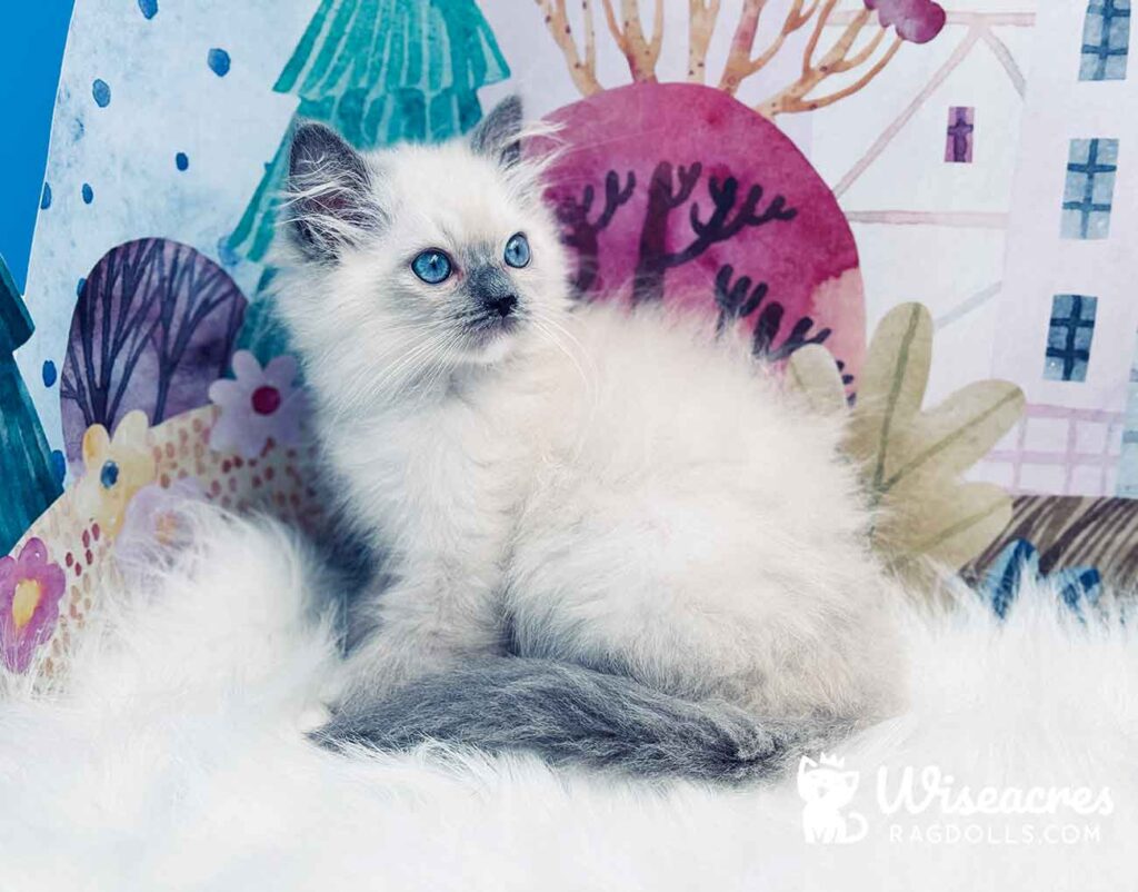 Blue Point Mitted Ragdoll Kitten For Sale