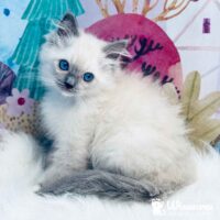Blue Point Mitted Ragdoll Kitten For Sale