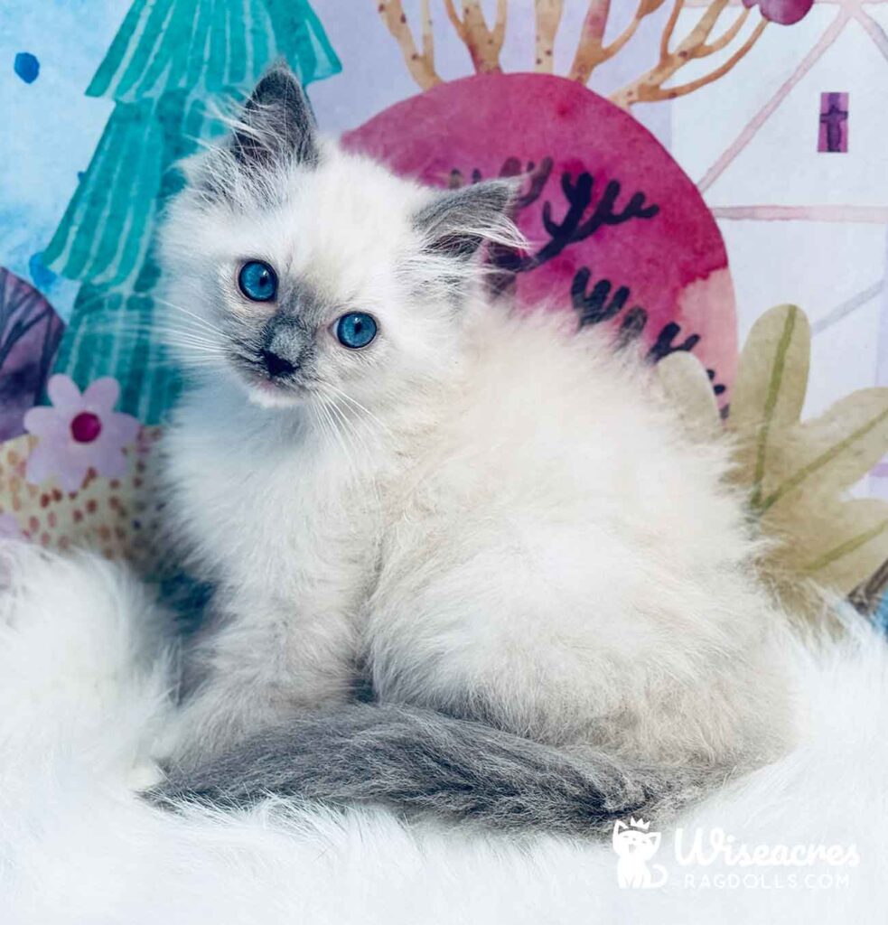 Blue Point Mitted Ragdoll Kitten For Sale