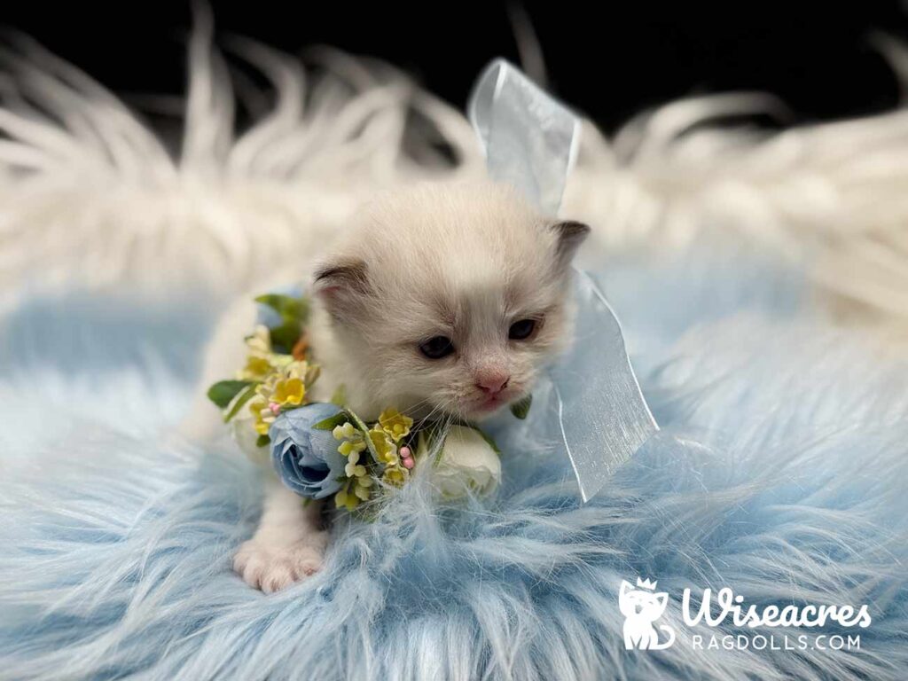 Seal Bicolor Ragdoll Kitten For Sale