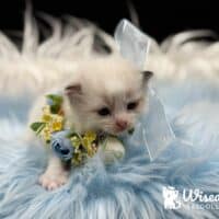 Seal Bicolor Ragdoll Kitten For Sale