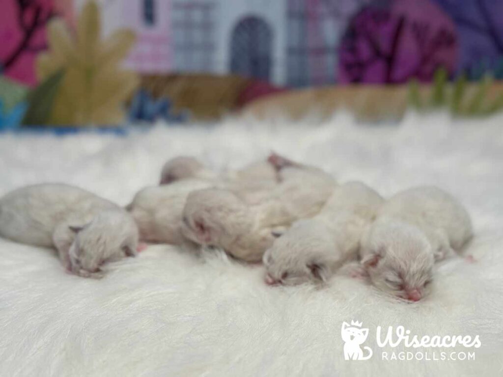 Blue & Seal Ragdoll Kittens For Sale