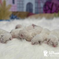 Blue & Seal Ragdoll Kittens For Sale