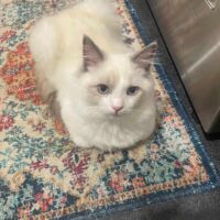Blue Ragdoll Kitten in Benton, Arkansas